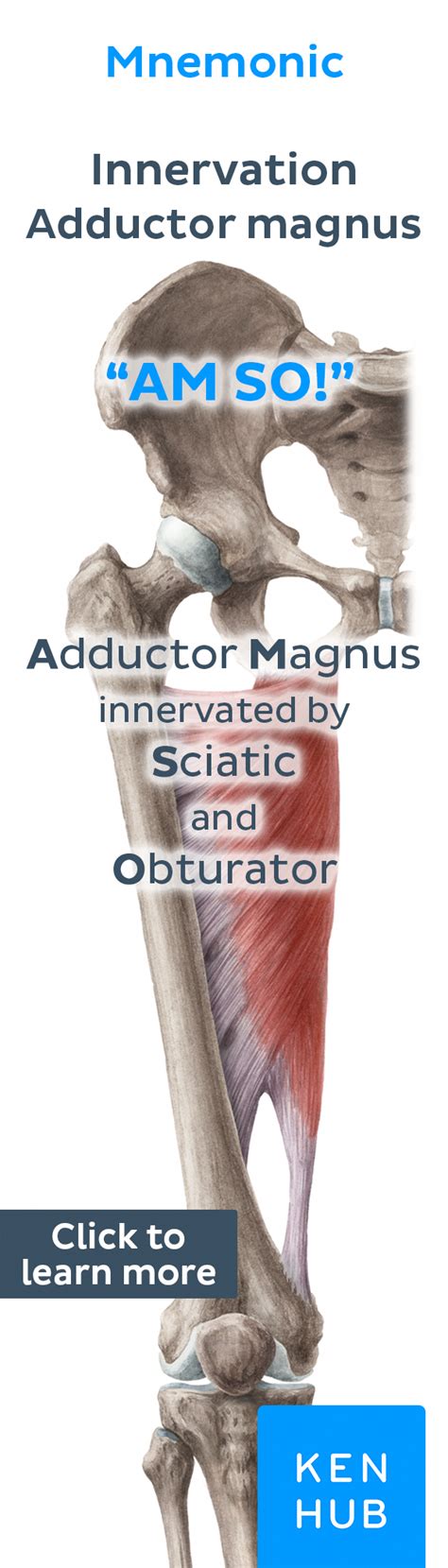 Hip Adductors Muscle Anatomy Physical Therapy School Physical