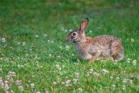 Cottontail Rabbit Facts Pictures Lifespan Behavior And Care Guide