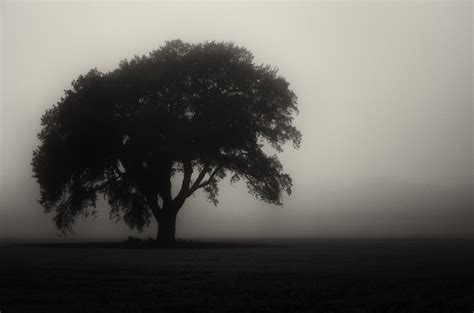 trees, Monochrome, Mist Wallpapers HD / Desktop and Mobile Backgrounds