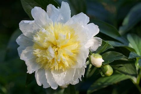Peony ‘honey Gold Peonies Most Beautiful Flowers Paeonia Lactiflora