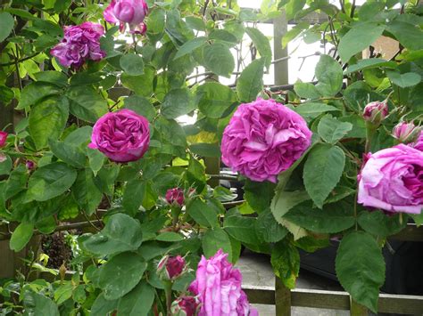 Reine Des Violettes From Christian Paul North S Garden Fabulous Colour North Garden