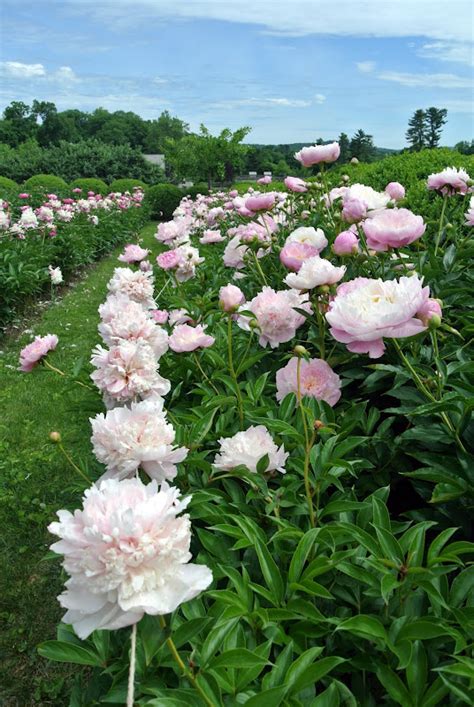 A Look At My Blooming Herbaceous Peony Garden The Martha Stewart Blog