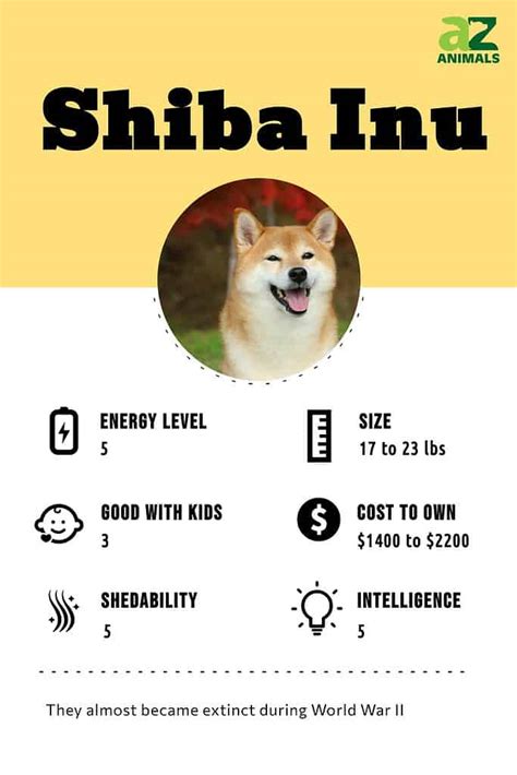 Shiba Inu Dog Breed Complete Guide A Z Animals