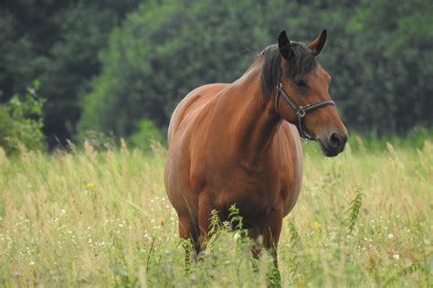 What To Expect When Your Mare Is Expecting Horse Rookie