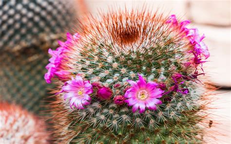 Cactus Flower Bokeh Desert Plant Nature Landscape