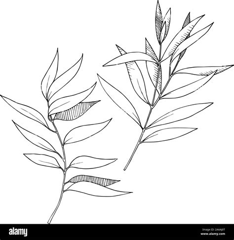 Vector Eucalyptus Leaves Branch Black And White Engraved Ink Art Isolated Branches