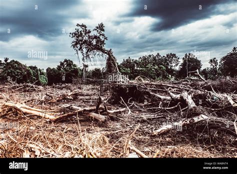 Deforestation Environmental Damage Tropical Rain Forest Destroyed To