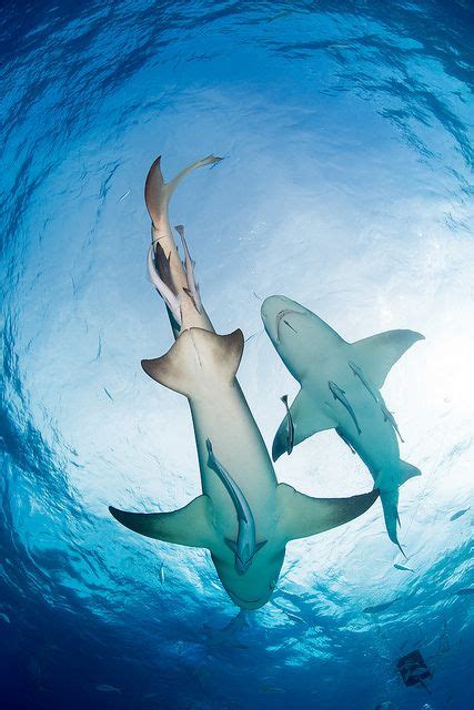 2013 Bahamas 12 049 Tiger Beach Lemon Shark Tim Priest Underwater