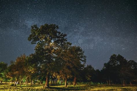 Green Trees Oak Woods In Park Under Night Starry Sky With