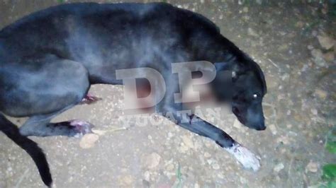 Crueldad Animal Joven Mata De Un Balazo A Un Perro Malix En Tekax