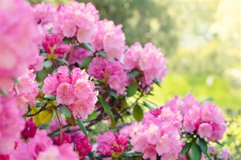 11 Shrubs For Shade That Grow Well In Zone 6 2022