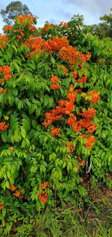 We did not find results for: Warisan Petani: MB 131 : Pokok Bunga Bauhinia @ Bunga ...