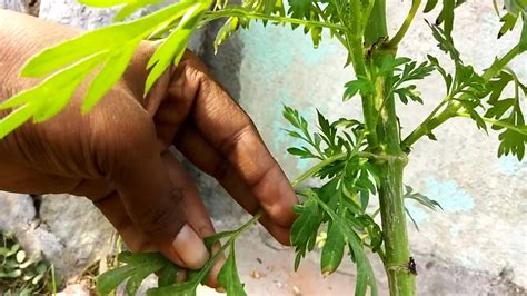 Grow Plants From Cuttings Cosmosmarigoldtomatoes Youtube