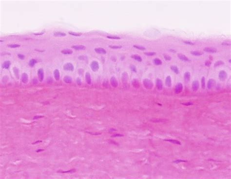 Epithelial Tissues Histology