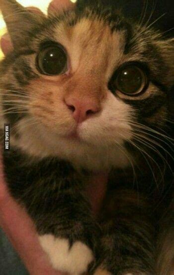 Take The Incredible Funny Big Eye Cat Pictures Hilarious Pets Pictures