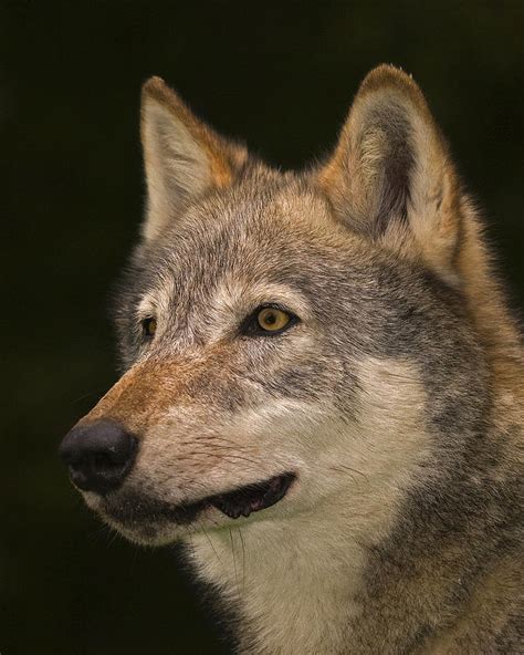 Other names for this variety include common wolf, carpathian wolf, european wolf, steppes wolf, chinese wolf, and tibetan wolf. Headstudy European Wolf Photograph by Paul Scoullar