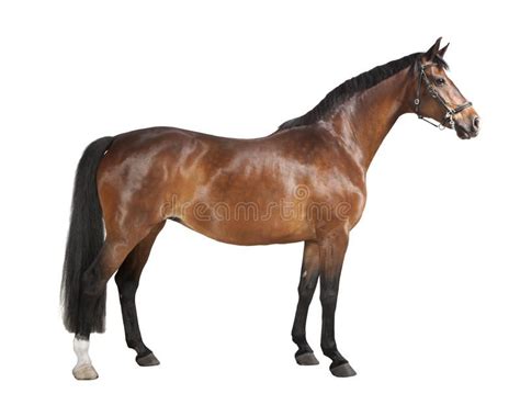 Photo About A Brown Horse In Studio Against A White Background