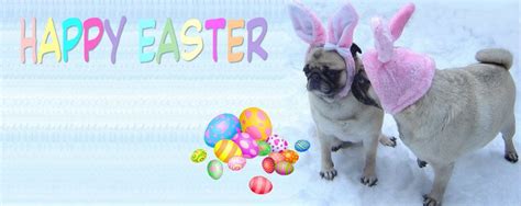 Pug Happy Easter Facebook Cover Photo For Your Timeline Pug Love Pug
