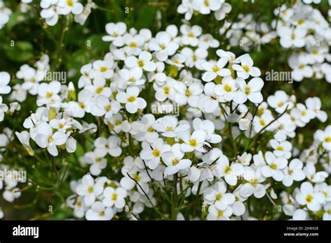 Petite Snow White Flowers Of Lobularia Maritima Alyssum Maritimum
