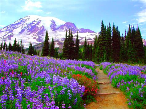 Download Purple Flower Tree Mountain Field Nature Flower Hd Wallpaper