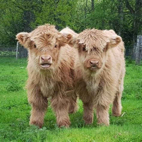 The Highland Cow Fluffy Cows Cute Baby Cow Cow