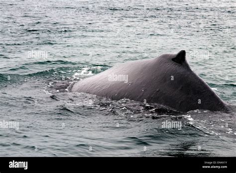 Humpback Whales Blowing And Diving In Icy Strait Glacier Bay National Park Adn Preserve