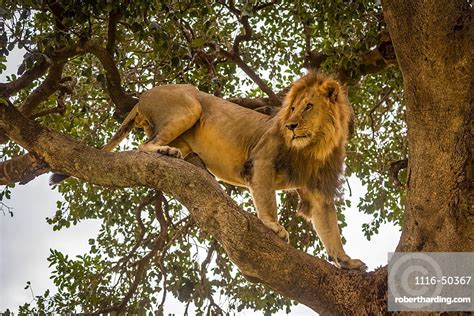 Male Lion Panthera Leo Stands Stock Photo