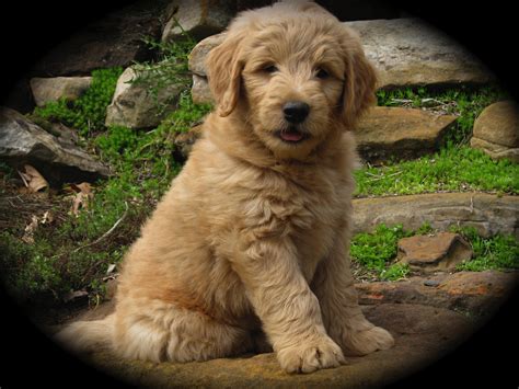Goldendoodles are the perfect family pet, combining the elegant yet silly nature of the poodle with the friendly and social behavior of the golden retriever. Wisconsin Miniature Goldendoodle Breeder