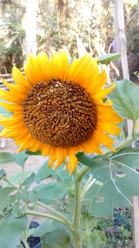 Filosofi bunga matahari, bunga simbol kehidupan. Arti Gambar Bunga Matahari | Pickini