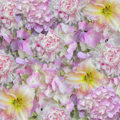 Check spelling or type a new query. Free Images : blossom, texture, petal, floral, pink, flora ...