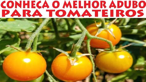 Ponha Este Adubo No Tomateiro E Tenha Plantas Lindas E Frutos Vigorosos
