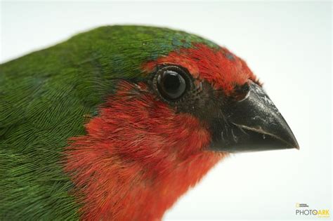 Photo Ark Home Red Faced Parrot Finch Or Red Throated Parrotfinch