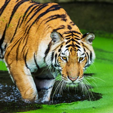 Bengal Tigers Stock Photo Image Of Mammal Asia Carnivore 41900908