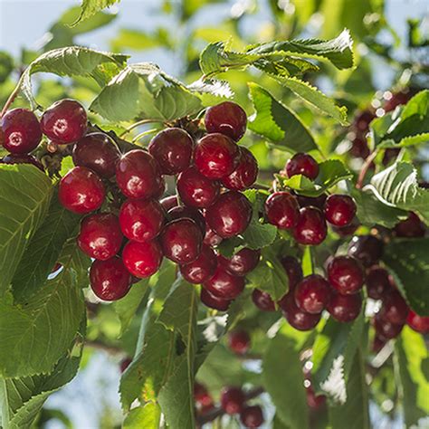 How To Grow And Care For Fruiting Cherry Trees Gardeners Path