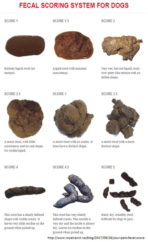 Poop Color Chart Types Of Poop What Doctors Need You To Know The