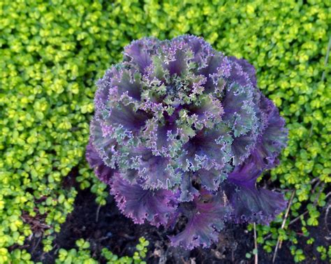 Ornamental Kale In Green Clover Free Stock Photo Public Domain Pictures