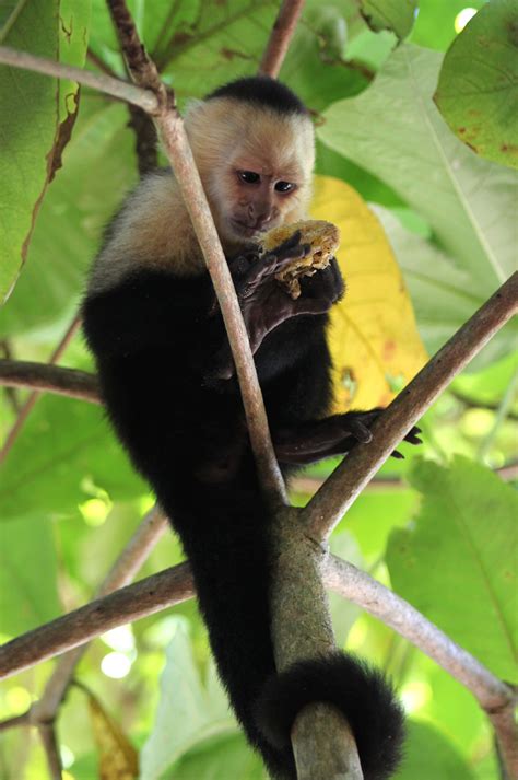 White Headed Capuchin Monkey Capuchin Monkey Monkey Pictures Monkey