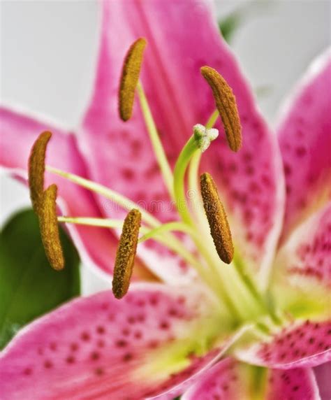 Pink Lily Stock Photo Image Of Stargazer Lily Nature 9687772