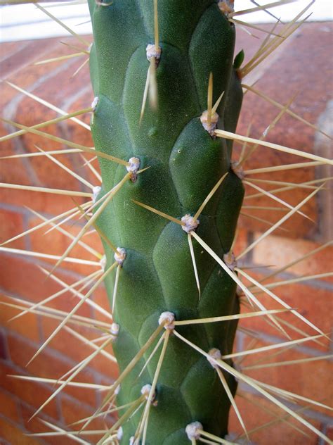 Cactus Thorns Close Free Stock Photo Public Domain Pictures