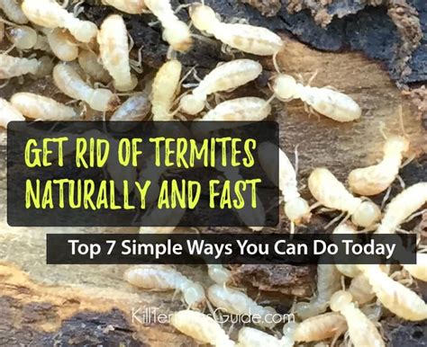 How To Get Rid Of Termites 7 Simple Ways To Kill Termites Termite