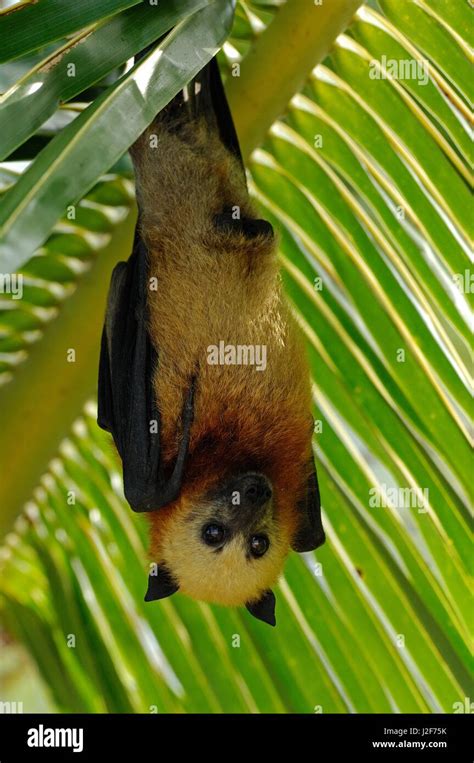 Aldabra Flying Fox Hanging On Palm Leaf Stock Photo Alamy