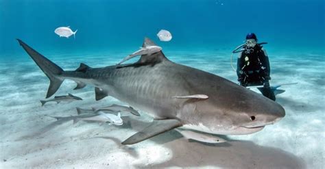 The Top 10 Biggest Sharks In The World Az Animals