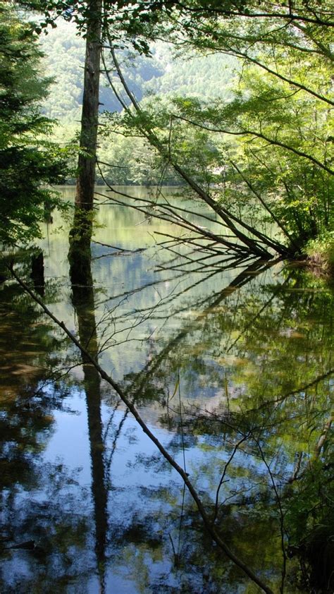 Download Wallpaper 938x1668 Wood Lake Trees Water Reflection