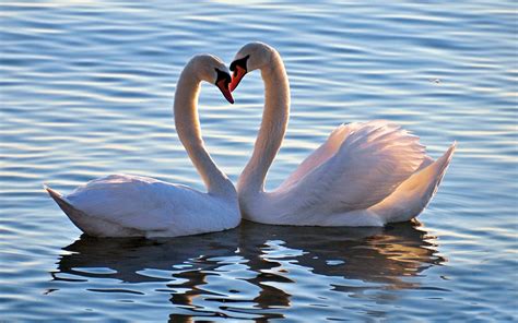 Animals Birds Swans Swan Love Feelings Mood Heart Wallpapers Hd