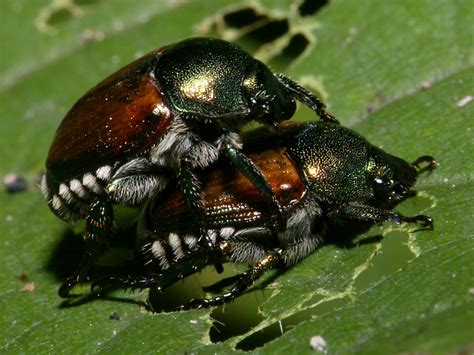 Poetry And Gardening Japanese Beetles Scourge Of The Rose Garden