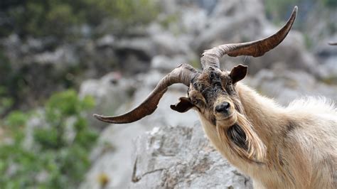 Pictures Goat Horns Animals 3840x2160