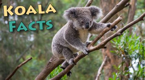 Koala Facts For Kids Information Pictures Video And More