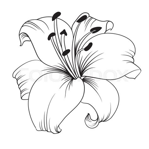 White Lily Isolated On A White Background Card With Blooming Lily