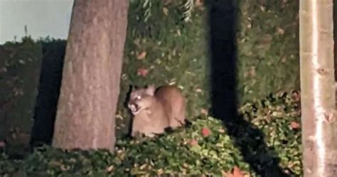 Victoria Police Kill Cougar Spotted Roaming Downtown The Raven 1007