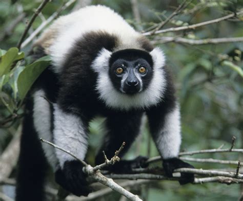 Helping Endangered Lemurs Hang On The Washington Post